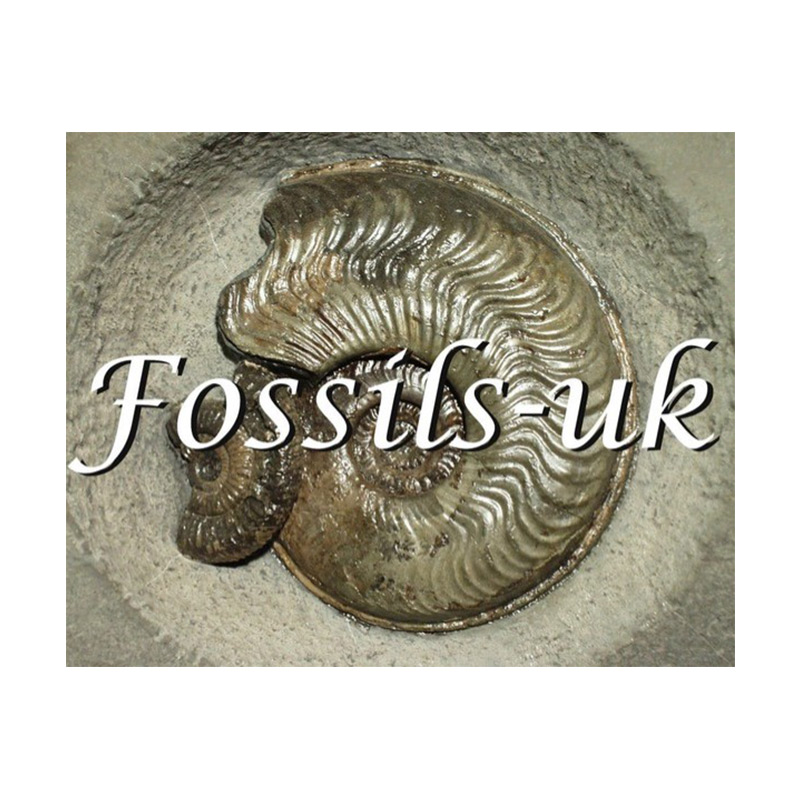 Fossils-UK