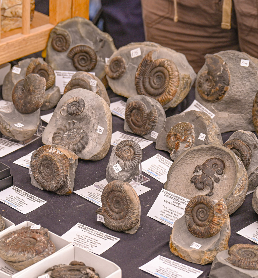 Saturday Lyme-Regis-Fossil-Festival-2024 ©-19