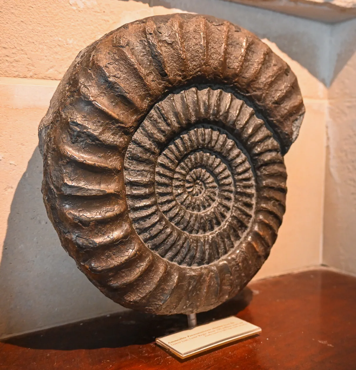 Fossil Festival Lyme Regis 15th June 2025
