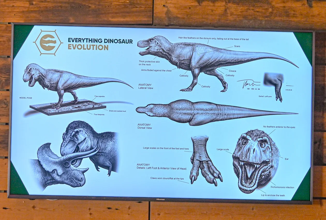 Fossil Festival Lyme Regis 15th June 2025